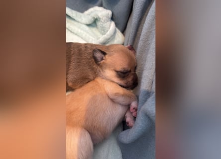 Mittelspitz-Chihuahua-Terrier Mix