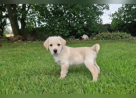Labradoddle F1