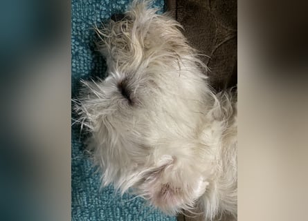 Weiße Zwergschnauzer Welpen nicht haarend reinrassig