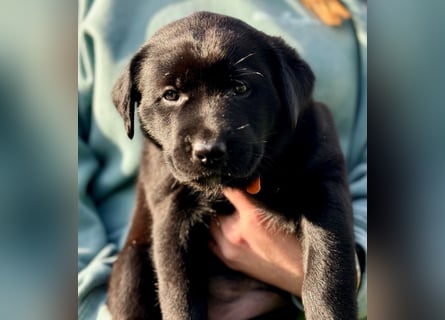 Zuckersüße Labrakita Welpen suchen ihr neues Zuhause!