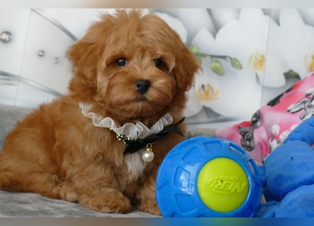 Wunderschöne Havapoo Welpen ähnlich Maltipoo (Toypudel/Zwergpudel + Havaneser)