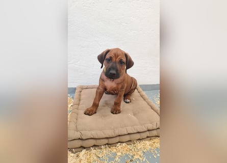 Rhodesian Ridgeback Welpen