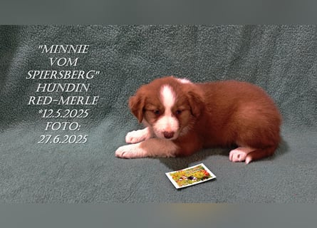 Border Collie-Welpen , black-,choco-,red-white und red-,black-merle