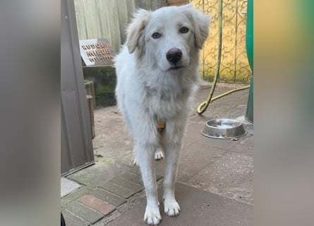 Alain: unkomplizierter Familienhund