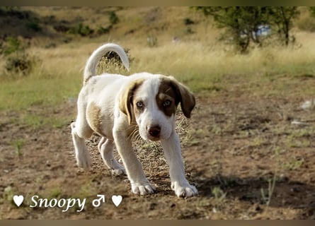 Susi und Snoopy suchen ein Zuhause