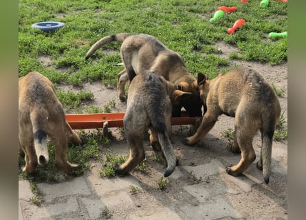 Dunkelgraue Schäferhunde aus Kör-u.Leistungzucht