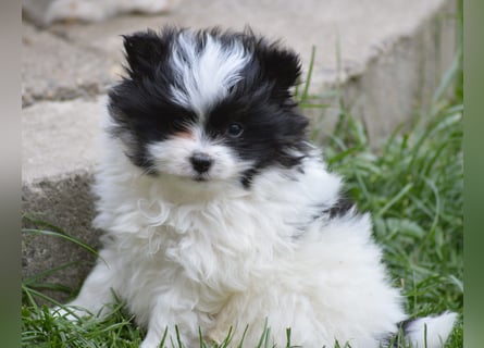 Zwergspitz-Yorkshire Terrier Mix Welpen zu verk.