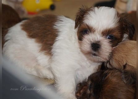 Shih Tzu Welpen