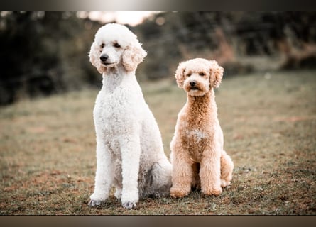 Goldendoodle medium mit Papieren und Ahnentafel