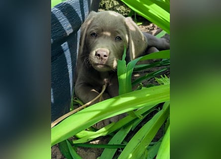 Typvolle Labrador Welpen in silver