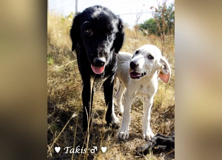 Drei wunderschöne Familienhunde suchen ein Zuhause