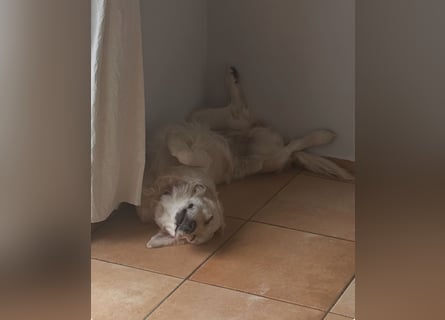 Golden Retriever Mädchen
