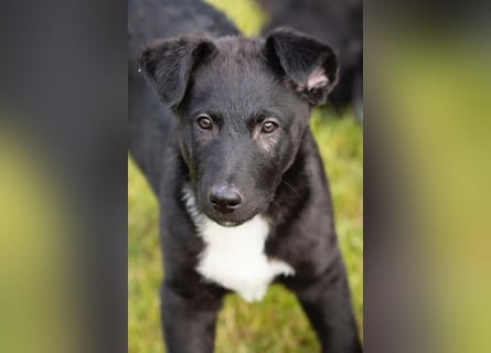Süße Border Collie -Mudi mix Welpen
