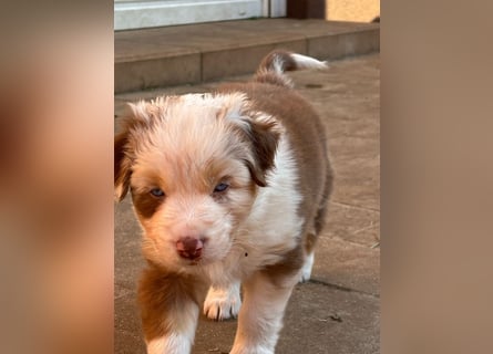 Australian Shepherd Something Special