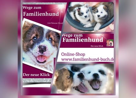 Welpe, Hund, Mischling, Rasse - Erziehung zum Familienhund - einfach gemacht