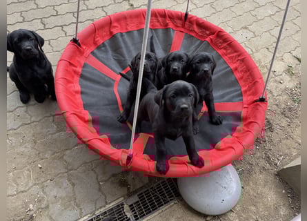 Nur 2 Labrador Weibchen mit Ahnenpass 2 Rüden & 6 Weibchen in Schwarz