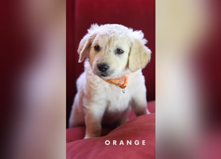 Goldendoodle - Welpe