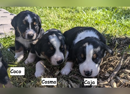 Appenzeller Sennenhund Welpen