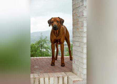 Rhodesian Ridgeback Welpen - Wurfplanung