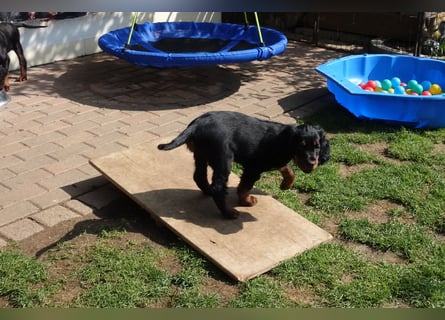 Verschmuste Gordon Setter aus familiärer Liebhaberzucht zu vermitteln