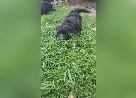 Goldendoodle F2b