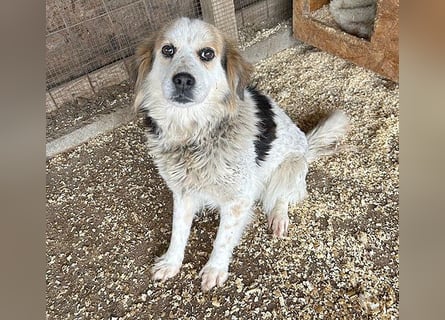 liebebedürftige FOLTI - 10 Jahre, 45cm/15kg - Mischling