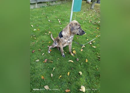 2 hübsche Labrador/Australian Shepherd- Harzer Fuchs Mix Welpen