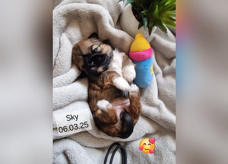 Unsere reinrassige Shih Tzu Hündin Sky sucht ab mitte Mai noch ihr neues Zuhause
