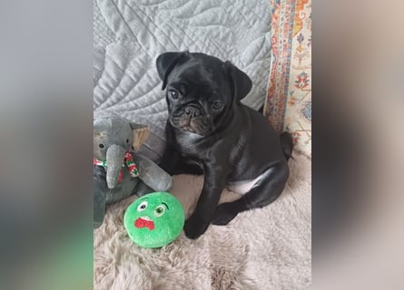 Mops welpen ab sofort Abgabe bereit.