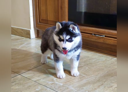 FCI Pedigree Blue Eyed Black & White Siberian Husky Champion Puppy