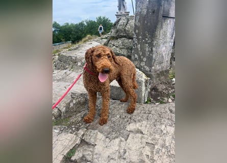 Labradoddle F1