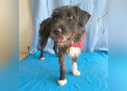 ❤️ ehemals armer LUPI - 2 Jahre, 45cm - Schnauzer-Mix