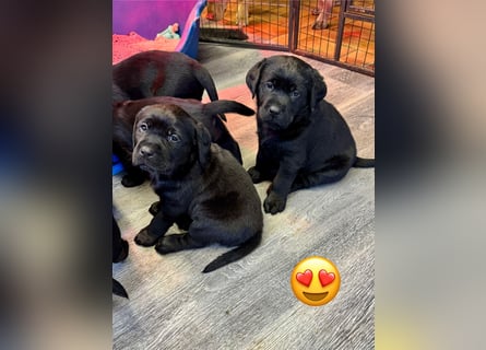 2 Labrador Retriever Weibchen Welpen mit Ahnenpass, Eltern HD, ED, PL, OCD, Augen und Genetisch frei