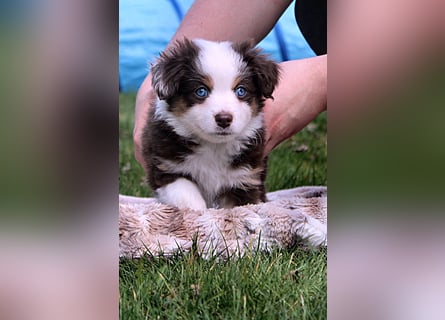 Mini American Shepherd / Mini Aussie