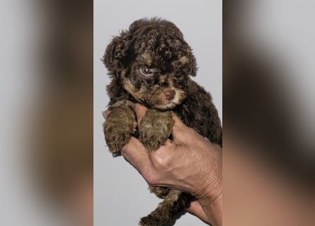 ZWERGPUDEL / TOY 2 männlich braun tan 1 schwarzes Mädchen 1 black tan Mädchen