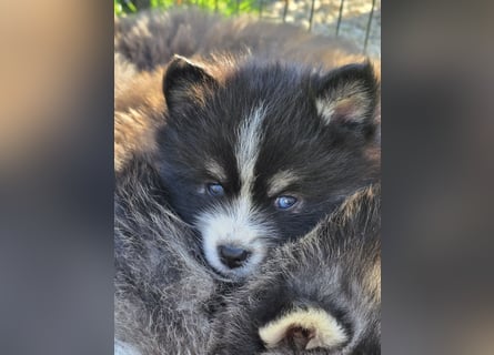 Zauberhafte Pomsky Welpen suchen ihr neues Zuhause! (ab 22.05.2025)