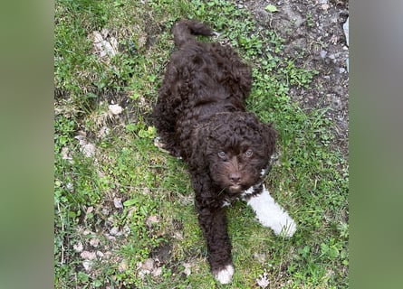 Lagotto - ein Herz aus Locken und Liebe