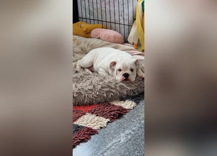 Englische Bulldoggen welpen Top Pedigree FCI