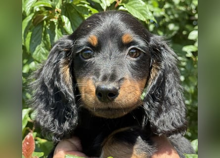 Kaninchen/Zwerglanghaar Dackel