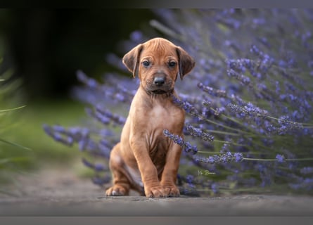 Rhodesian Ridgeback Welpen mit FCI-Ahnentafel