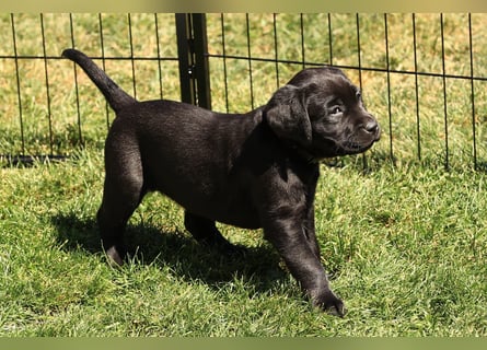 Reinrassige Labrador Welpen m.P. aus liebevoller Zucht