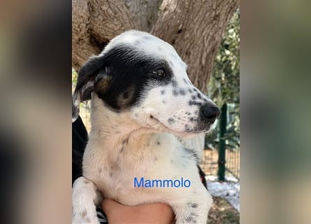 Mammolo: kleiner Herzensbrecher sucht Dich!