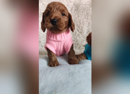 Wunderschöne Cockapoo-Welpen