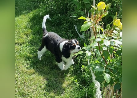 Cavalier King Charles Spaniel Tricolor Rüde