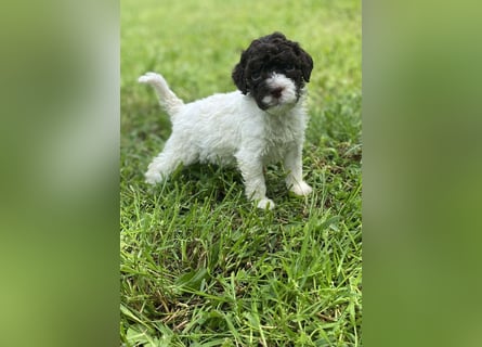 Lagotto Romagnolo, Welpen von ausgezeichneter Qualität