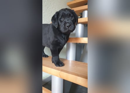 Zuckersüße Labrador Hündin, schwarz, mit Ahnentafel!
