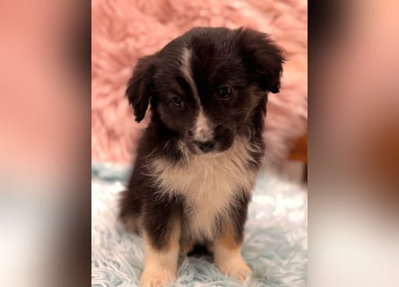 Tolle kleine Mini Australian Shepherd Welpen suchen Ihre Herzenfank