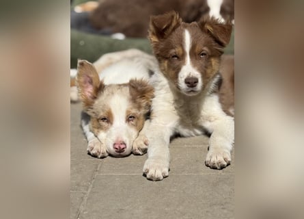 Border-Collie Rüde SKYE