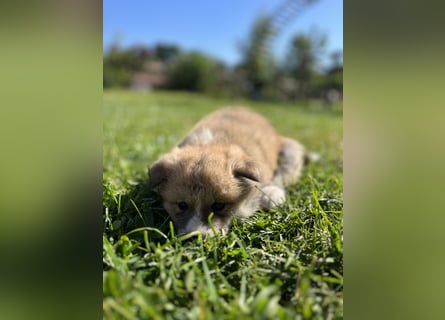 Akita Inu Welpen