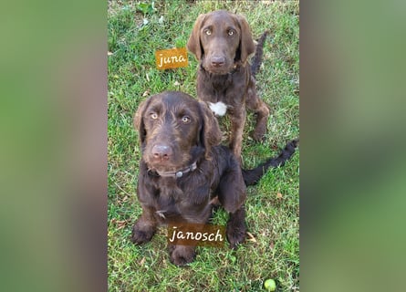 Welpen Labradoodle F1 Braun Könispudel x Labrador